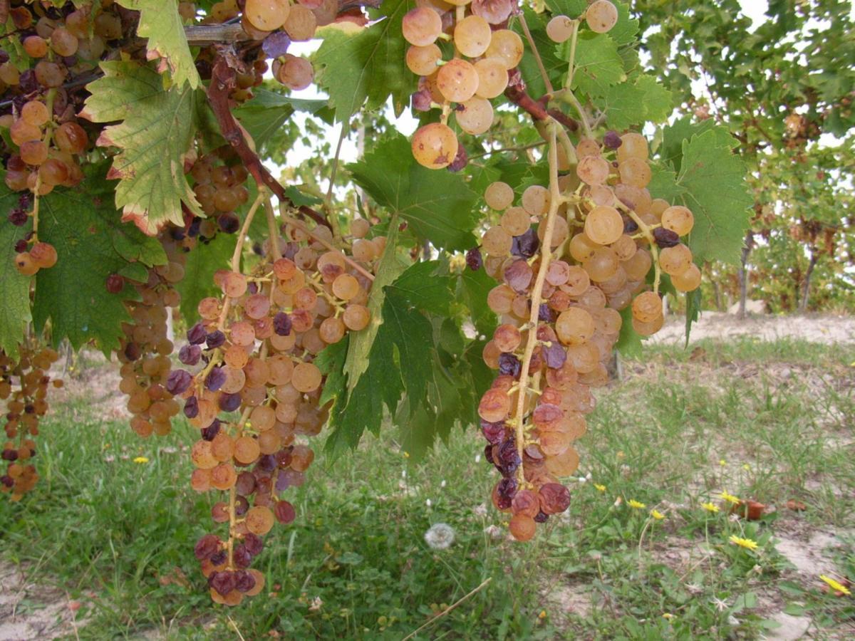 Agriturismo Rupestr كانيلي المظهر الخارجي الصورة